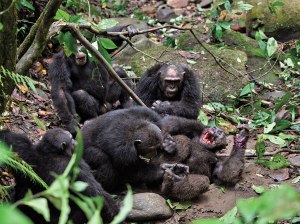 Pimu Alpha Male Chimpanzee killed by fellow chimps Mahala Park Tanzania 2011